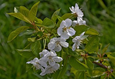 Çiçek açan çiçekler ile kiraz Şubesi    .