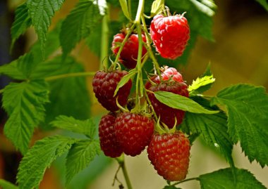 Sonbahar bahçesinde olgun kırmızı ahududu sürüsü.