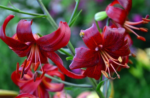 Κόκκινα Λουλούδια Κρίνου Στον Κήπο Ηλιοβασιλέματος — Φωτογραφία Αρχείου
