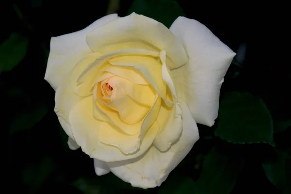 White Rose Dark Background — Stock Photo, Image