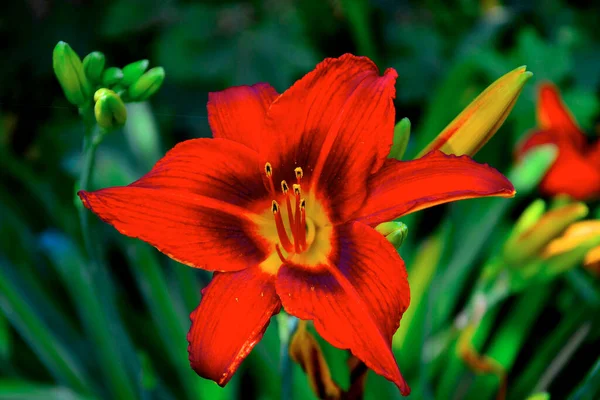 Κόκκινο Λουλούδι Daylily Ένα Πράσινο Φόντο Των Φύλλων — Φωτογραφία Αρχείου