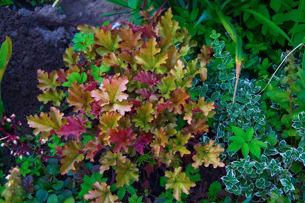 Blätter Einer Gartenblume Einer Anderen Farbe — Stockfoto