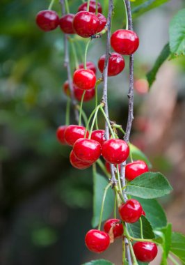 Bir dalda kırmızı kiraz demeti