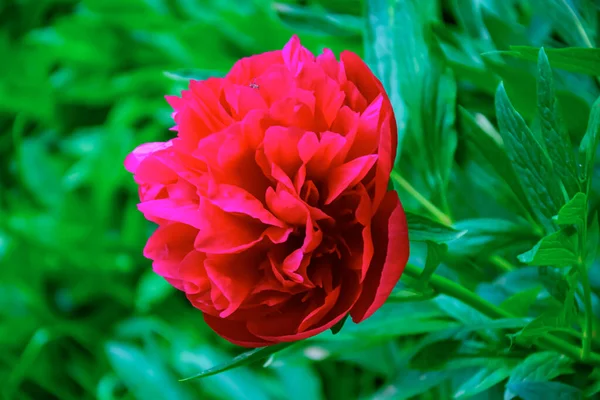 Red Peony Flower Background Blurred Green Leaves — Stock Photo, Image