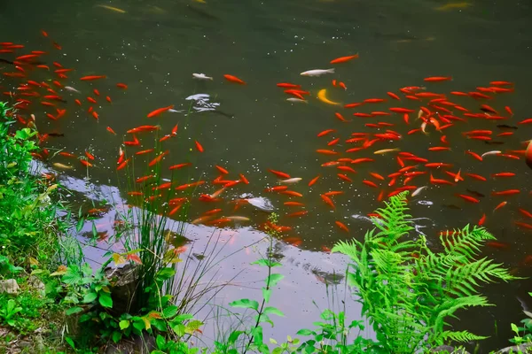 Shore Green Bushes Lake Clear Water Which Red White Fish — Stock Photo, Image