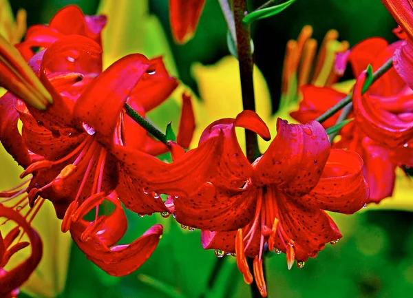 Κόκκινα Λουλούδια Κρίνου Στο Κοντινό Κήπο — Φωτογραφία Αρχείου