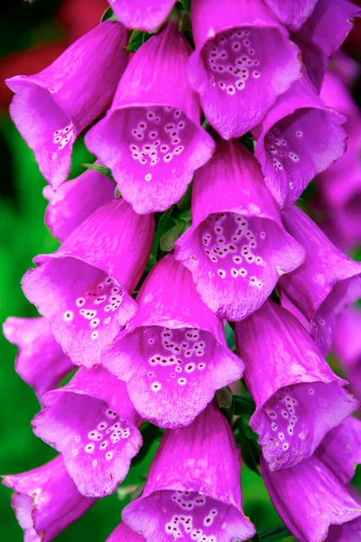 stock image Pink bells grown in the garden close-up.