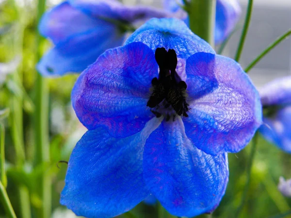 铃铛的蓝色花朵被太阳照亮了 — 图库照片