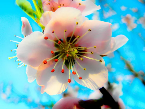 Fleur Pomme Pâle Gros Plan Sur Fond Bleu — Photo