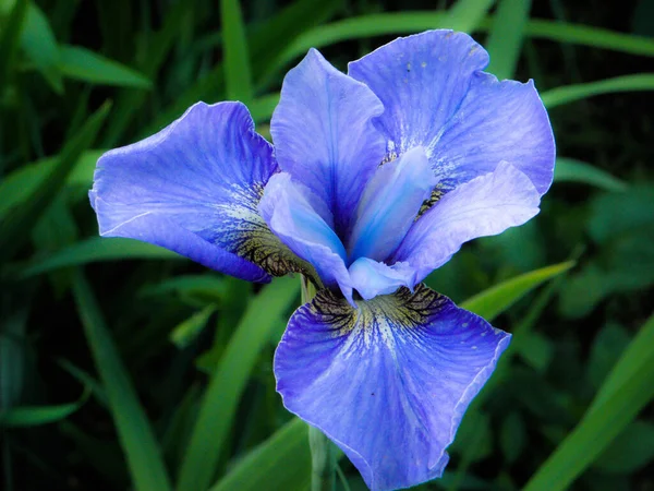 Blaue Blume Iris Sibirisch Auf Dunkelgrünem Hintergrund — Stockfoto