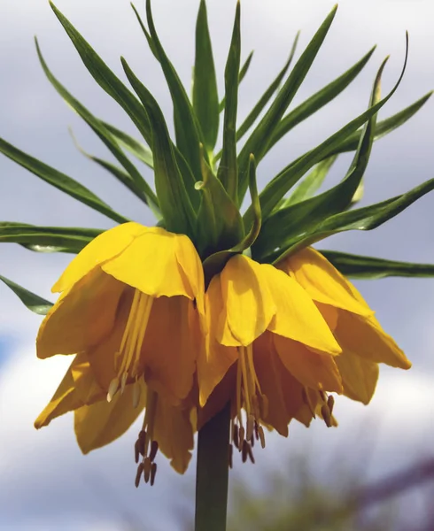 Fritillaria Imperialis Κίτρινο Χρώμα Close — Φωτογραφία Αρχείου