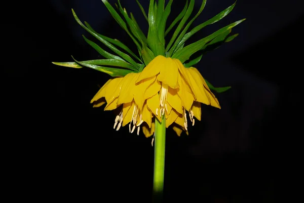Fritillaria Imperialis Λουλούδι Κίτρινο Χρώμα Μαύρο Φόντο — Φωτογραφία Αρχείου
