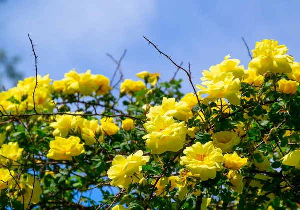 Yellow Roses Blue Sky — Stock Photo, Image