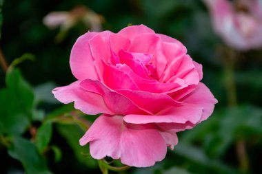 Bulanık yeşil arkaplanda kırmızı gül.