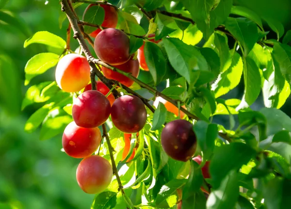 Ameixa Amadurecendo Frutas Sob Raios Brilhantes Sol — Fotografia de Stock