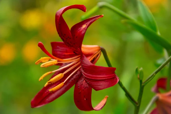 Σκούρο Κόκκινο Daylily Γκρο Πλαν Ένα Θολό Φόντο — Φωτογραφία Αρχείου