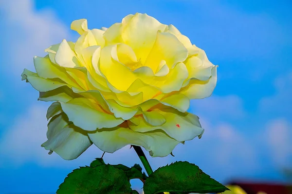 Light Yellow Rose Blue Sky — Stock Photo, Image