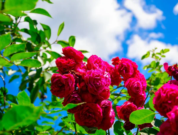Red Roses Blue Sky Blurred Background — Stock Photo, Image