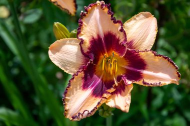 Yeşil yapraklardan oluşan arka planda güzel açık turuncu bir gün..