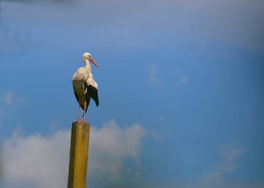 Leylek mavi gökyüzüne karşı bir sütunda oturur..