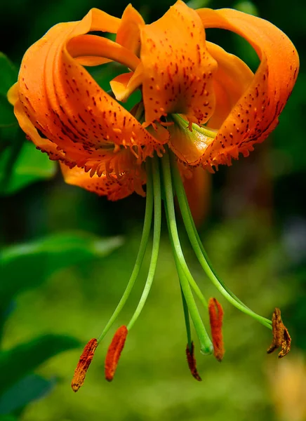 Orange Fleur Lys Gros Plan — Photo