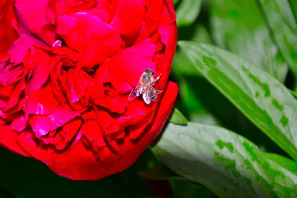 Close Red Peony Flower Which Bee Sits — Stock Photo, Image