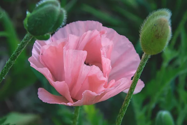 Opened Pink Poppy Garden Green Background — Stock Photo, Image