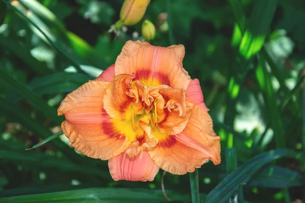 Πορτοκαλί Daylily Λουλούδι Close Ένα Θολό Πράσινο Φόντο — Φωτογραφία Αρχείου