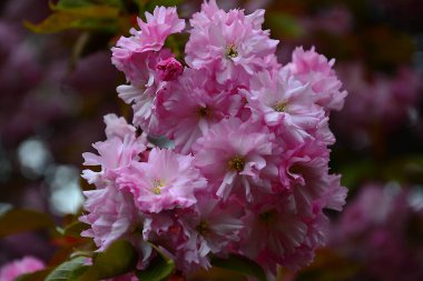 Koyu pembe yaprakların arka planına karşı bir sakura dalının yakın çekimi.