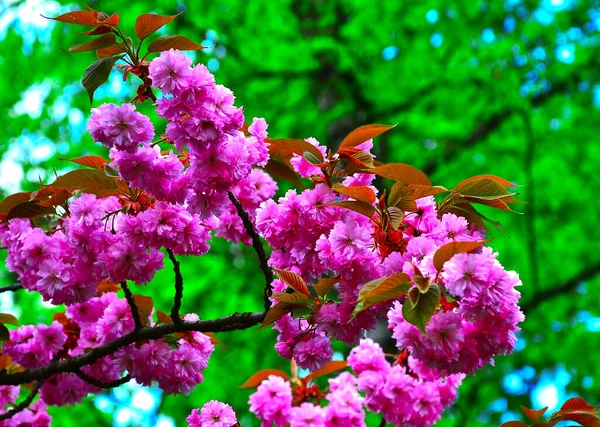 Sakura Bloemen Een Groene Achtergrond — Stockfoto