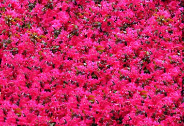 Gül yapraklarının arkaplan resmi.