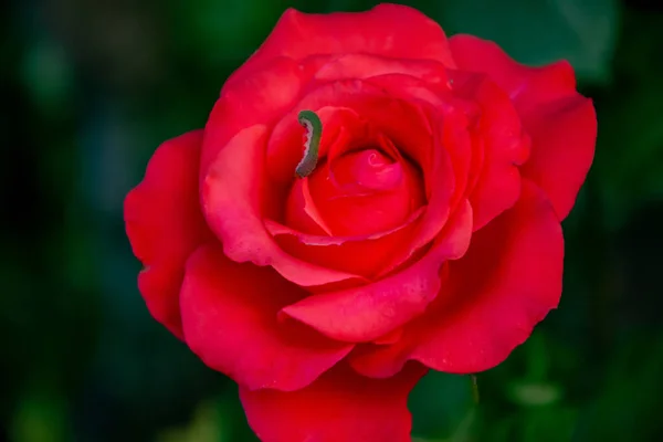 Red Rose Garden — Stock Photo, Image