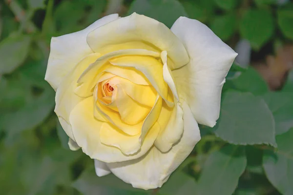 Yellow Rose Water Drops — Stock Photo, Image