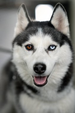 Siyah beyazlı Husky köpeği parkta bir bankta oturuyor. Bir köpeğin portresi.