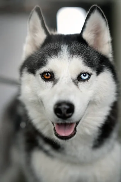 Siyah Beyazlı Husky Köpeği Parkta Bir Bankta Oturuyor Bir Köpeğin — Stok fotoğraf