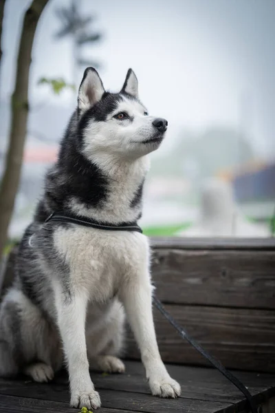 Husky Dog Czarnym Białym Siada Ławce Parku — Zdjęcie stockowe