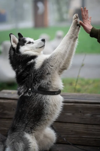 Siyah Beyazlı Husky Köpeği Parkta Bir Bankta Oturuyor Mutlu Köpek — Stok fotoğraf