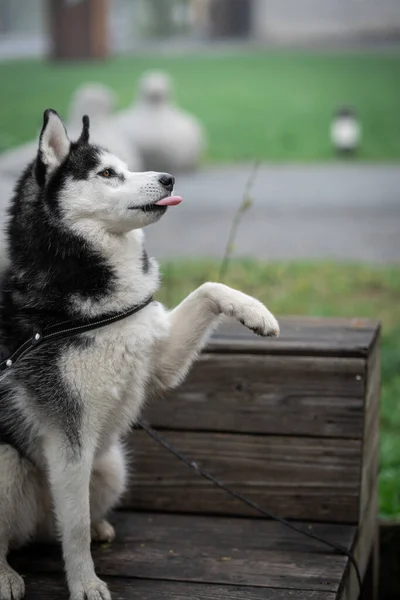 Husky Dog Czarnym Białym Siada Ławce Parku — Zdjęcie stockowe