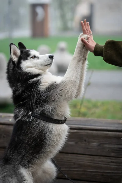 Husky Pies Czarnym Białym Siedzi Ławce Parku Szczęśliwy Pies Husky — Zdjęcie stockowe