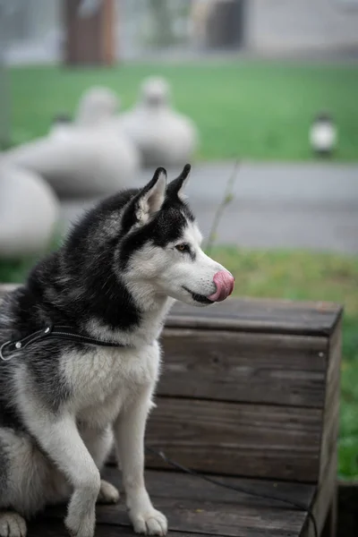 Siyah Beyazlı Husky Köpeği Parkta Bir Bankta Oturuyor Bir Köpeğin — Stok fotoğraf
