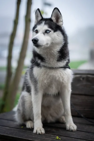 Хаски Дог Черно Белом Сидит Скамейке Парке Портрет Собаки — стоковое фото