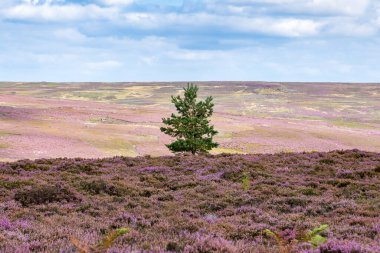 Percy Cross Rigg ve Kildale yakınlarındaki Kuzey York Moors arazisi, Kuzey Yorkshire, İngiltere, İngiltere