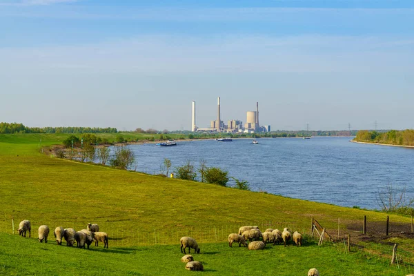 莱茵贝格 德国北莱茵 威斯特法伦州 2020年4月16日 在奥尔索州的堤坝上放牧的绵羊 着眼于港口和杜伊斯堡 — 图库照片
