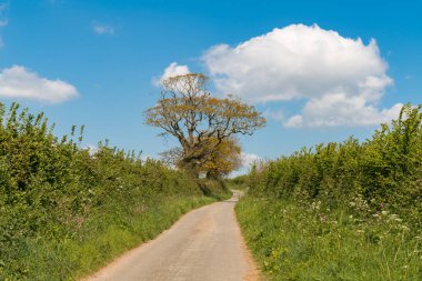 Kırsal One Way Yolu, çitlerle çevrili, Otterton, Jurassic Coast, Devon, İngiltere