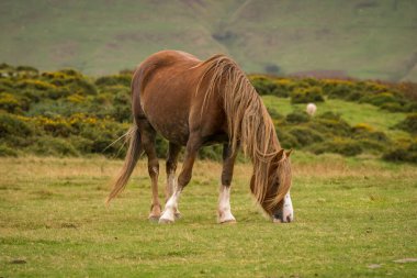Black Mountains, Brecon Beacons, Wales, İngiltere 'de Hay Bluff ve Twmpa yakınlarında otlayan vahşi bir at.