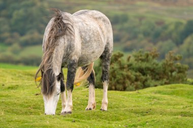 Black Mountains, Brecon Beacons, Wales, İngiltere 'de Hay Bluff ve Twmpa yakınlarında otlayan vahşi bir at.