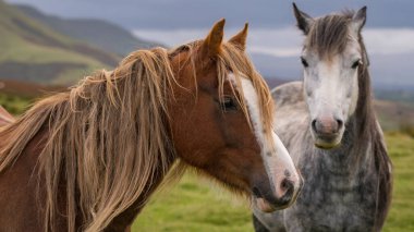 Hay Bluff ve Twmpa yakınlarındaki vahşi atlar Kara Dağlar, Brecon Beacons, Galler, İngiltere