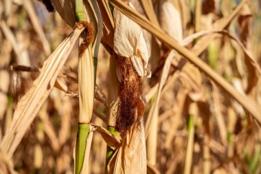 Duisburg, Kuzey Ren-Vestfalya, Almanya - 07 Ağustos 2018: Sıcak hava dalgası ve haftalarca yağmursuz kalan kurumuş bir mısır tarlasına bakın