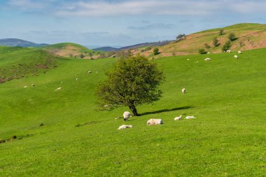 Shropshire arazisi ve Stiperstone Ulusal Doğa Rezervi 'nde bir çayırda birkaç koyun, İngiltere, İngiltere