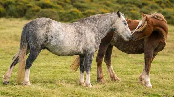 Vilda Hästar Nära Hay Bluff Och Twmpa Black Mountains Brecon — Stockfoto